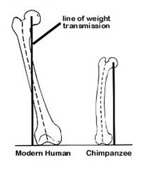 femur.png