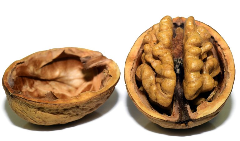 walnut-3072681_1280.jpg