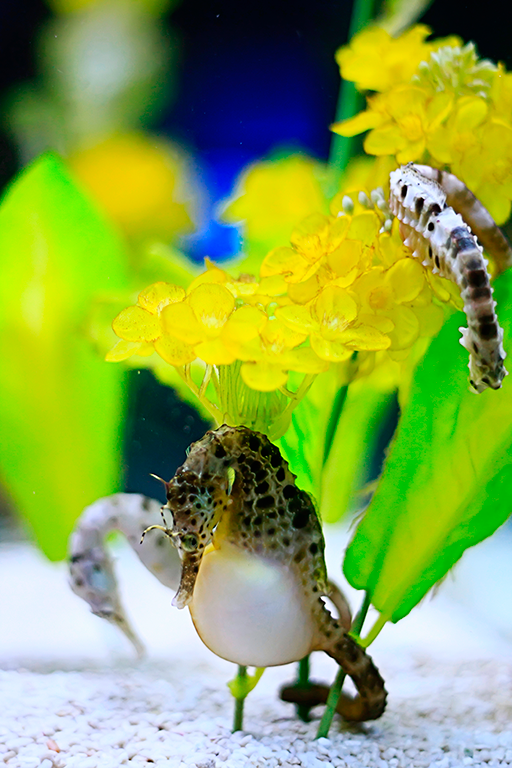 Seahorse-Pregnant-dreamstime_xxl_9083331.png