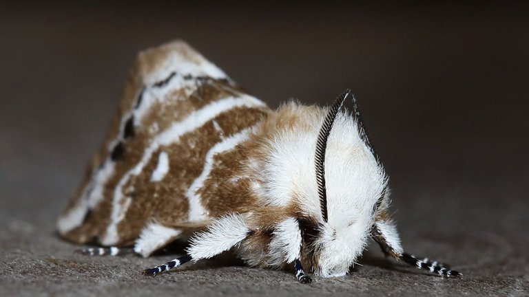 Insects Lepidoptera Lasiocampidae Porela subfasciata MV BY Tas 2018-01-26 n3.jpg