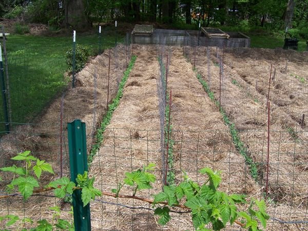 Small garden - peas up crop May 2018.jpg