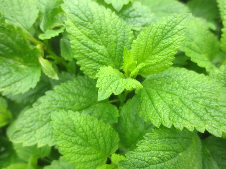 lemonbalm.jpg