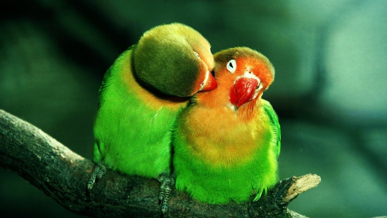 cute-parrots-hd-wallpaper-30074832.jpg