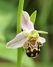 170px-Ophrys_apifera_flower1.jpg