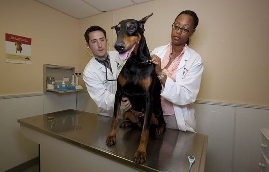 veterinarians-739252__340.jpg