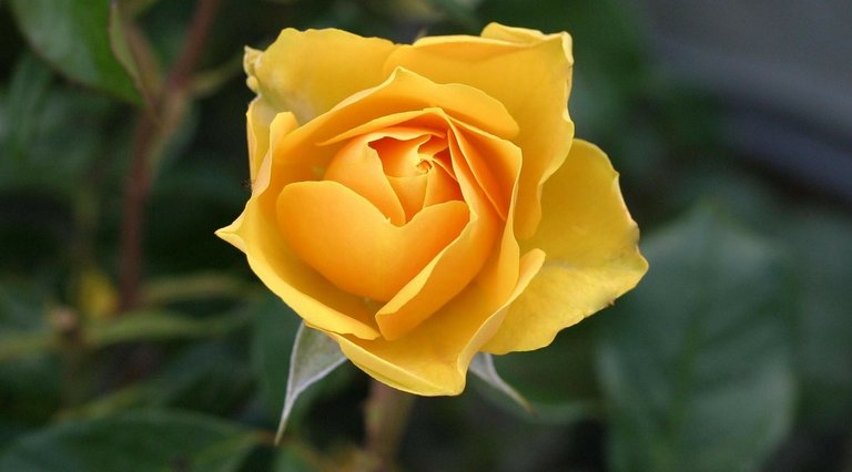 rose-113735_1280.jpg