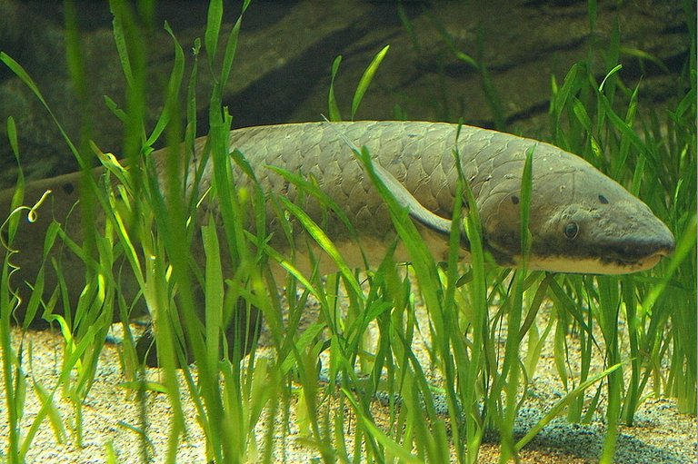 Lungfish2OpenCage.jpg