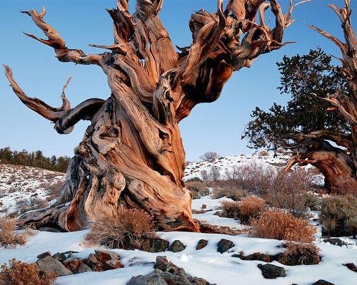 Historic-4844-Year-Old-Tree-in-California-USA.jpg