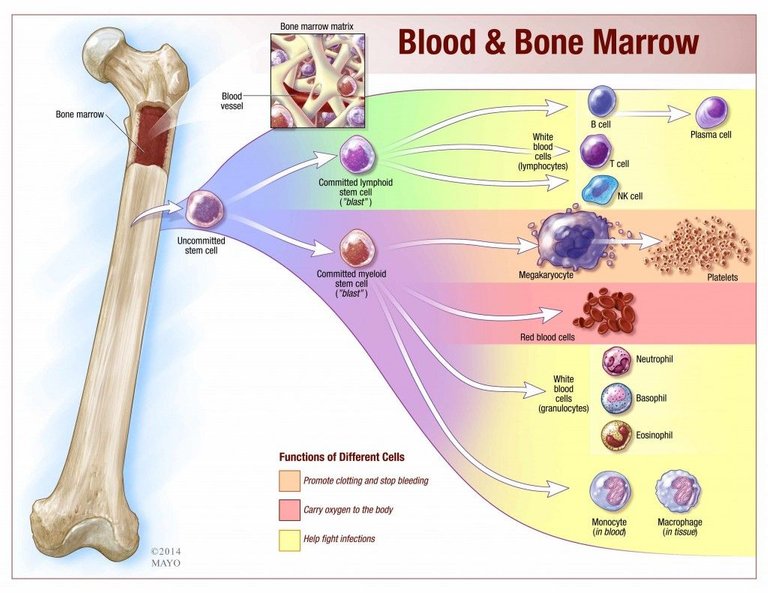 bone & blood.jpg