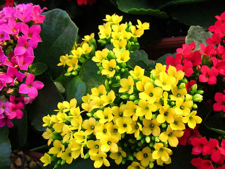 Kalanchoe-blossfeldiana.jpg