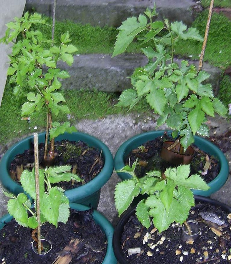 four_seedlings.jpg