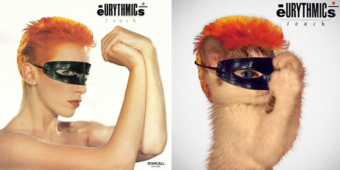 This-guy-created-very-cute-covers-of-the-music-world-replacing-singers-with-cats-5a2e54f0b2585__700.jpg