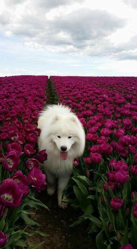 A Beautiful Dog In A Beautiful Flower Field.jpg