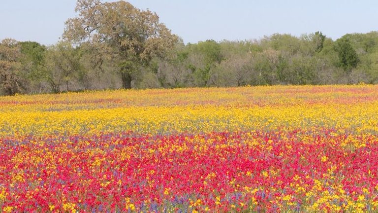 Field of Phlox.jpg