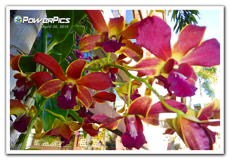 Orchids-03-PowerPics.png