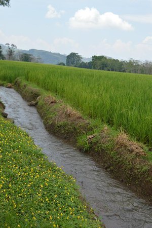 the-road-side-waterways.jpg