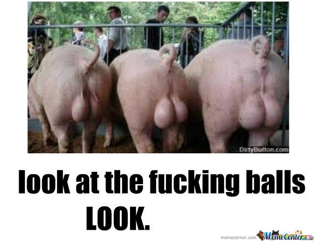 pig-whit-big-balls_o_464912.jpg