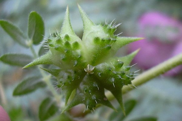 tribulus.jpg