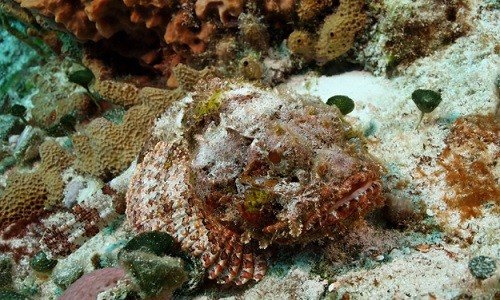 Ikan-Lepu-Batu-Stonefish.jpg