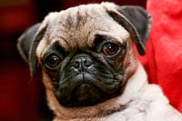 200px-Pug_portrait.jpg