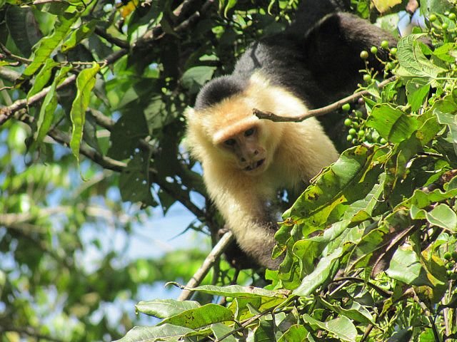 1.1419120000.white-faced-capuchin-monkey.jpg