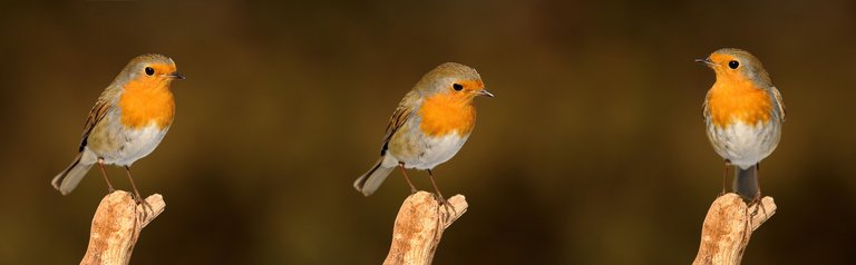 robin-2900029_1920.jpg