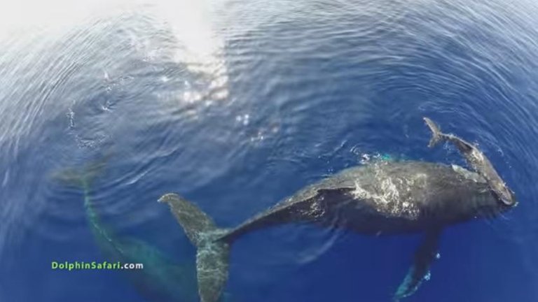 whale and calf.jpg