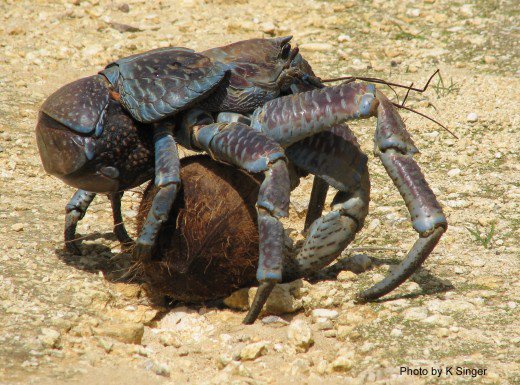 The Giant Coconut Crab 1.jpg