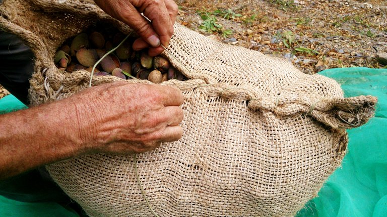 alojamiento-rural-al-sur-de-granada-recogida-almendras-03.jpg