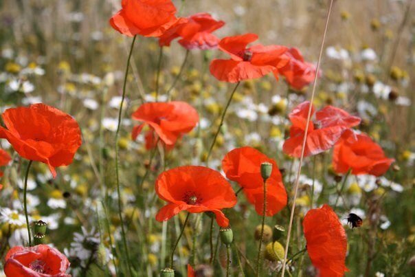 Poppies of Northumberland