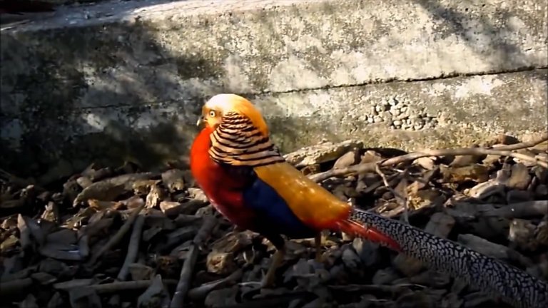 colorful bird.JPG