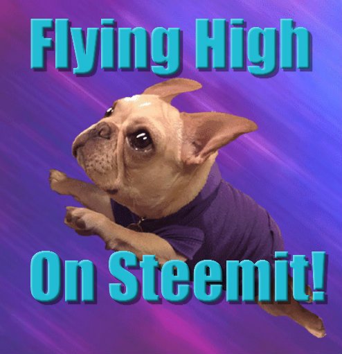 SteemitDoggo1.jpg