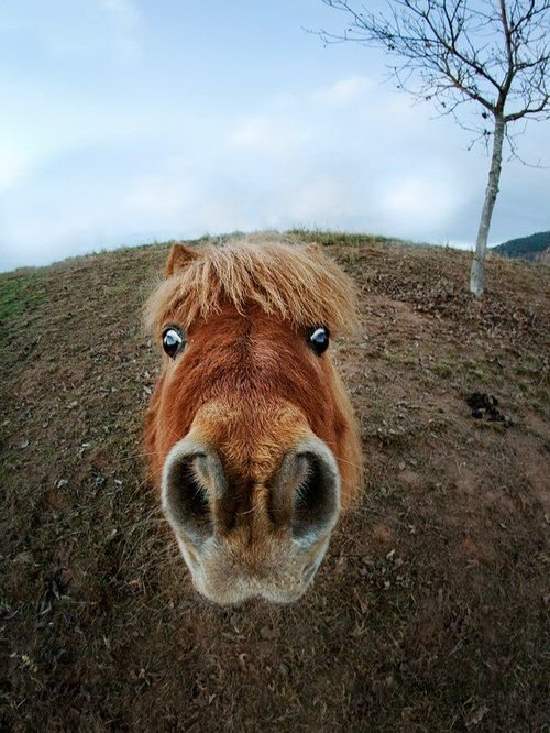 funny-horse-face.jpg