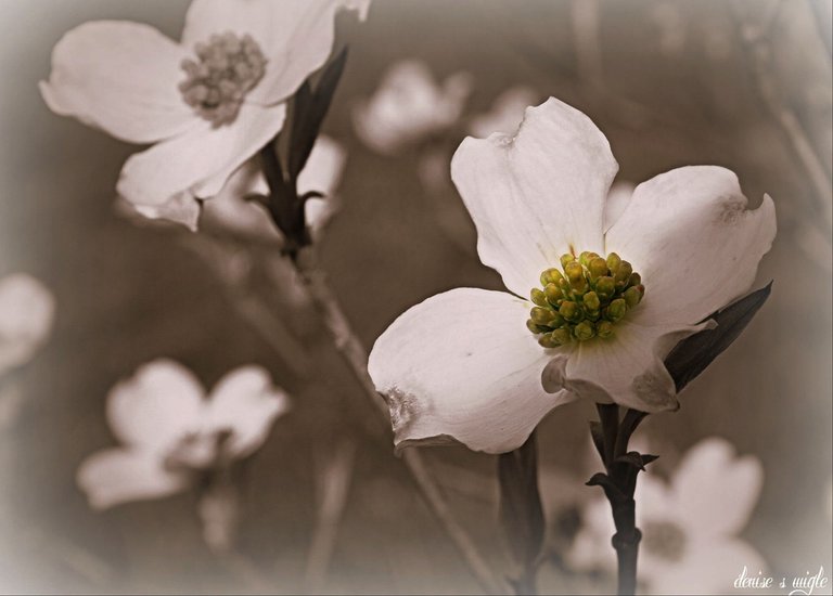 dogwood tree.jpg