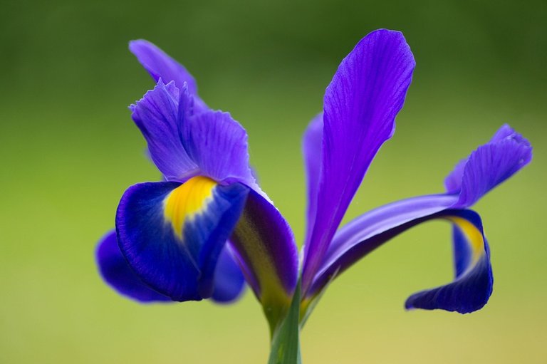 national-flower-of-france.jpg