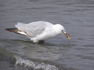 seagull-smoking.jpg