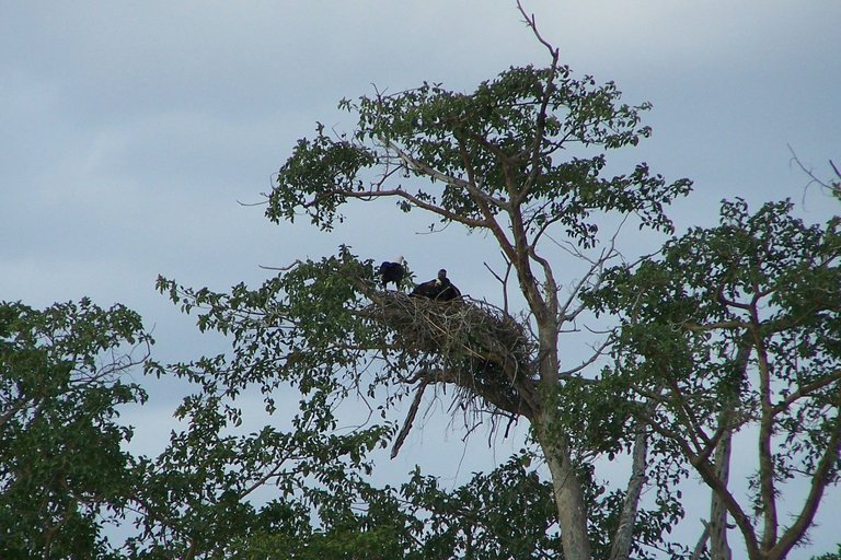 KNP Satara-Lower Sabi 2009 546.JPG