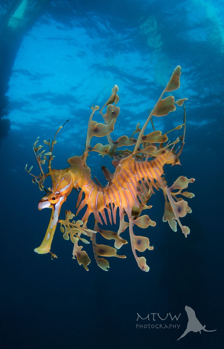 Leafy Seadragon 3.jpg