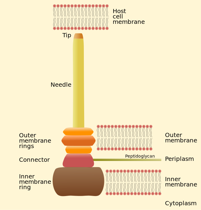 T3SS_needle_complex.svg.png