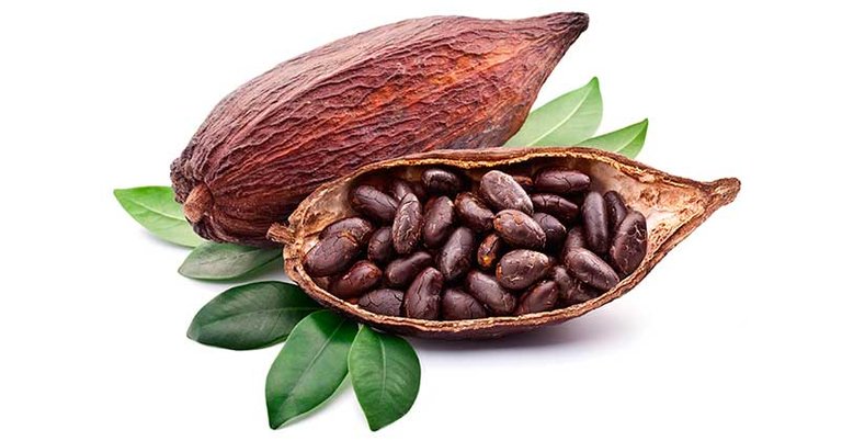 cacao4.jpg