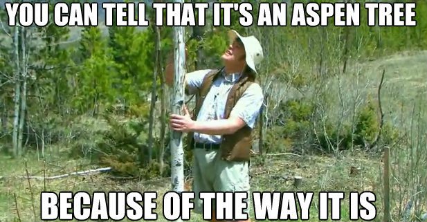 you-can-tell-its-an-aspen-tree-because-of-the-way-it-is.jpg
