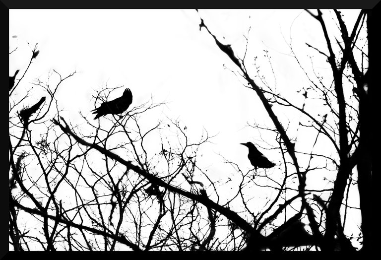 2018-04-15 007 Alas wind - Crows.JPG