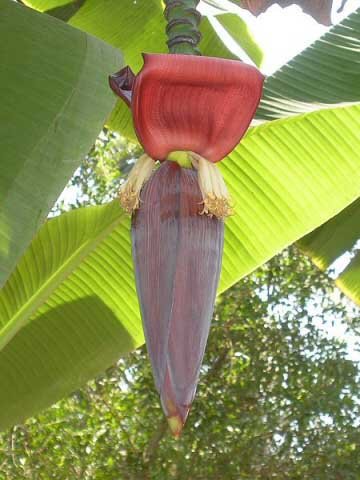 Banana_Flower.jpg