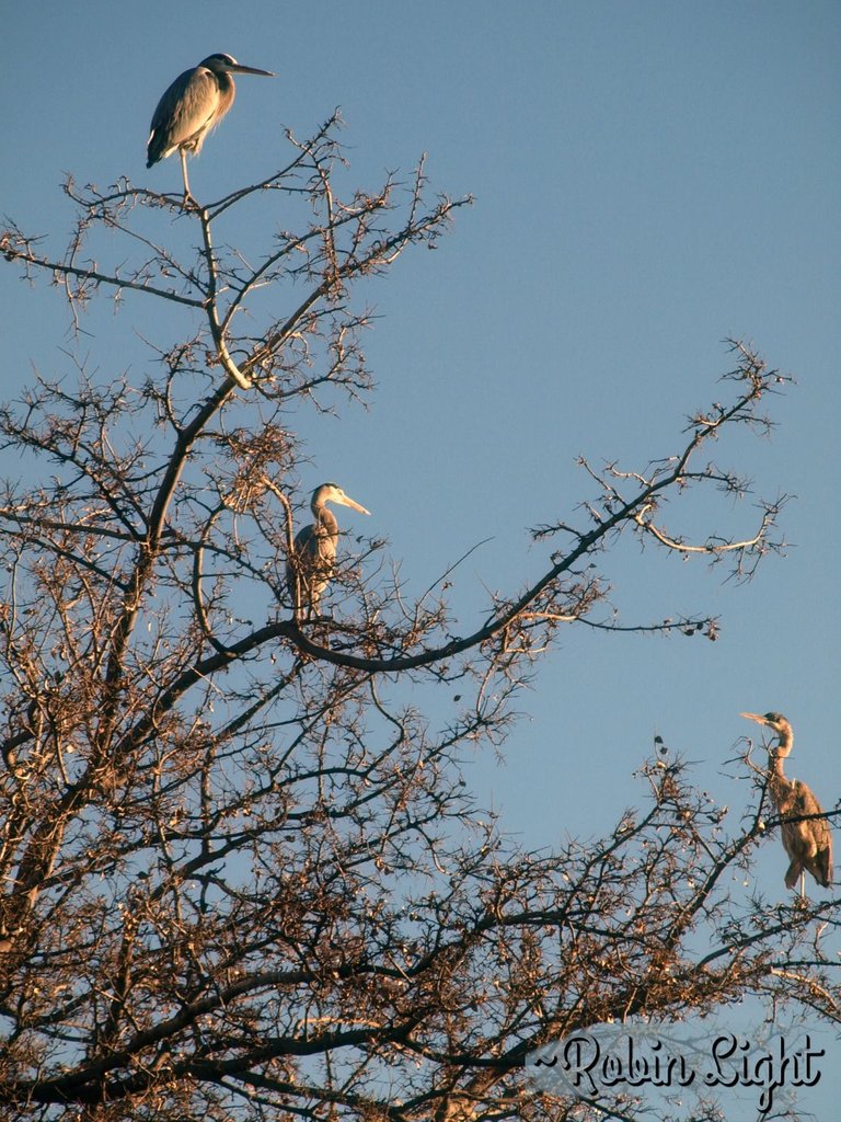 photo by Robin Light 3 Blues.jpg