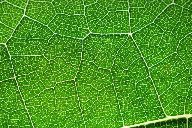 photosynthesis-391447_640.jpg