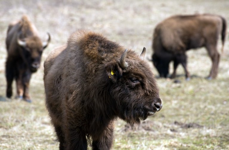 Germany's 'first wild buffalo in 250 years' shot by experts.jpg