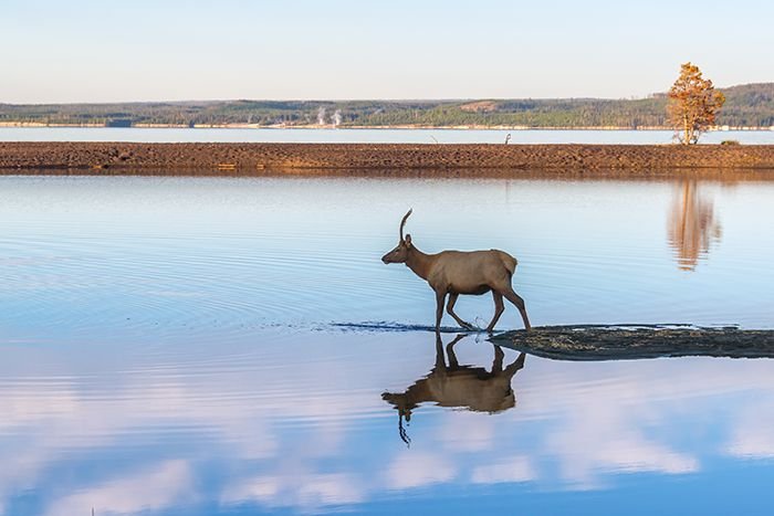 wyoming_yellowstone_young_elk_walking_lake_reflection_reduced1.jpg