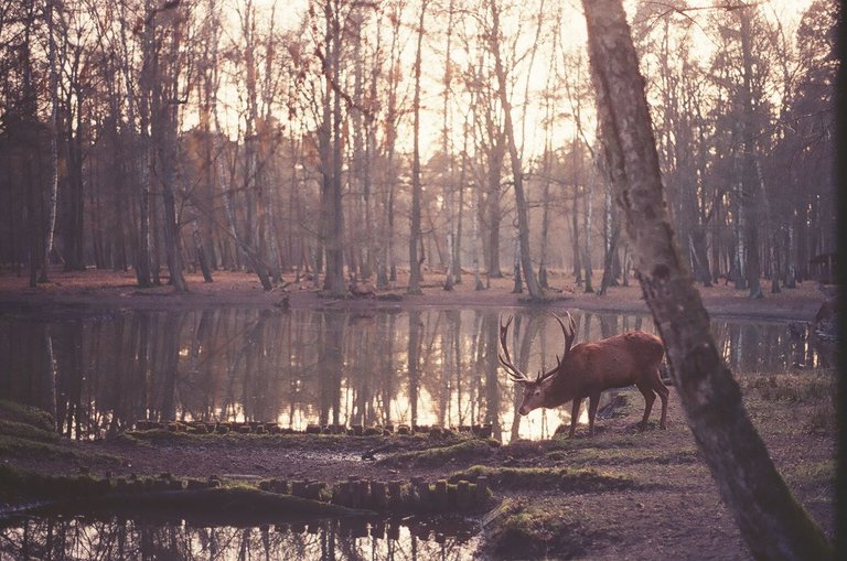 wald2.jpg