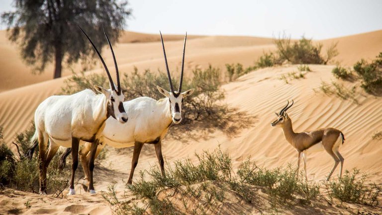 Desert-Reserve-in-Dubai.jpg