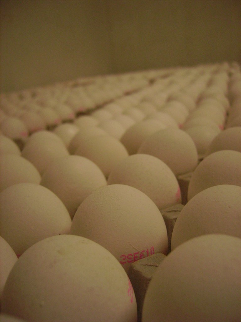 EGGS